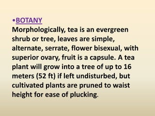 •BOTANY
Morphologically, tea is an evergreen
shrub or tree, leaves are simple,
alternate, serrate, flower bisexual, with
superior ovary, fruit is a capsule. A tea
plant will grow into a tree of up to 16
meters (52 ft) if left undisturbed, but
cultivated plants are pruned to waist
height for ease of plucking.
 