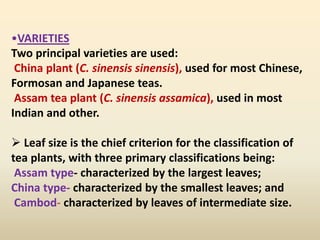 •VARIETIES
Two principal varieties are used:
China plant (C. sinensis sinensis), used for most Chinese,
Formosan and Japanese teas.
Assam tea plant (C. sinensis assamica), used in most
Indian and other.
 Leaf size is the chief criterion for the classification of
tea plants, with three primary classifications being:
Assam type- characterized by the largest leaves;
China type- characterized by the smallest leaves; and
Cambod- characterized by leaves of intermediate size.
 