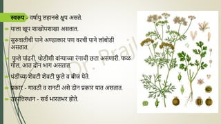  स्वरुप - वषादयु लहािसे क्षुप असते.
 याला खूप शाखोपशाखा असतात.
 सुरुवातीची पािे अण्डाकार पण वरची पािे लांबोोडी
असतात.
 फ
ु ले पांढरी, थोडीशी वांग्याच्या रंगाची छटा असणारी. फळ
गोल, आत िोि भाग असतात.
 थंडीच्या शेवटी शेवटी फ
ु ले व बोीज येते.
 प्रकार - गावठी व रािटी असे िोि प्रकार यात असतात.
 उत्पनिस्थाि - सवद भारतभर होते.
 