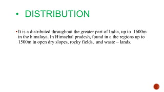 • DISTRIBUTION
It is a distributed throughout the greater part of India, up to 1600m
in the himalaya. In Himachal pradesh, found in a the regions up to
1500m in open dry slopes, rocky fields, and waste – lands.
 