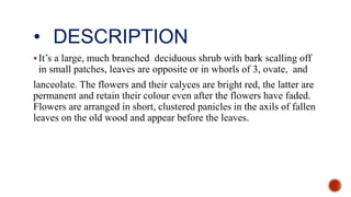 • DESCRIPTION
It’s a large, much branched deciduous shrub with bark scalling off
in small patches, leaves are opposite or in whorls of 3, ovate, and
lanceolate. The flowers and their calyces are bright red, the latter are
permanent and retain their colour even after the flowers have faded.
Flowers are arranged in short, clustered panicles in the axils of fallen
leaves on the old wood and appear before the leaves.
 