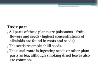Toxic part
„. All parts of these plants are poisonous—fruit,
flowers and seeds (highest concentrations of
alkaloids are found in roots and seeds).
„. The seeds resemble chilli seeds.
„. The usual route is ingesting seeds or other plant
parts as tea, although smoking dried leaves also
are common.
 