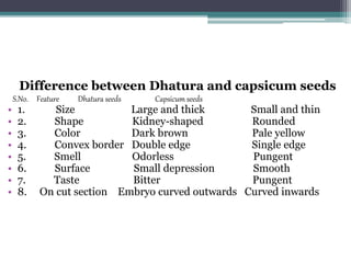 Difference between Dhatura and capsicum seeds
S.No. Feature Dhatura seeds Capsicum seeds
• 1. Size Large and thick Small and thin
• 2. Shape Kidney-shaped Rounded
• 3. Color Dark brown Pale yellow
• 4. Convex border Double edge Single edge
• 5. Smell Odorless Pungent
• 6. Surface Small depression Smooth
• 7. Taste Bitter Pungent
• 8. On cut section Embryo curved outwards Curved inwards
 