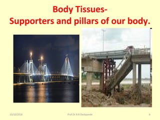 10/10/2018 Prof.Dr.R.R.Deshpande 6
Body Tissues-
Supporters and pillars of our body.
 