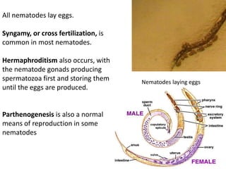 Examples of Nematodes