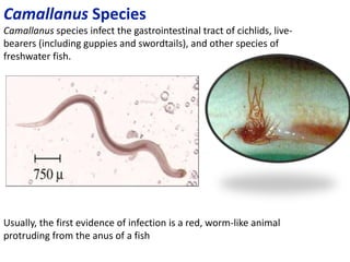 nematodes in fish