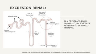 EXCRESIÓN RENAL:
UNWIN R. ET AL. PATHOPHISIOLOGY AND MANAGEMENT OF HYPOKALEMIA: A CLINICAL PERSPECTIVE. NATURE REVIEWS NEPHROLOGY.
EL K ES FILTRADO POR EL
GLOMERULO, UN 50-70% ES
REABSORBIDO EN TUBULO
PROXIMAL.
 