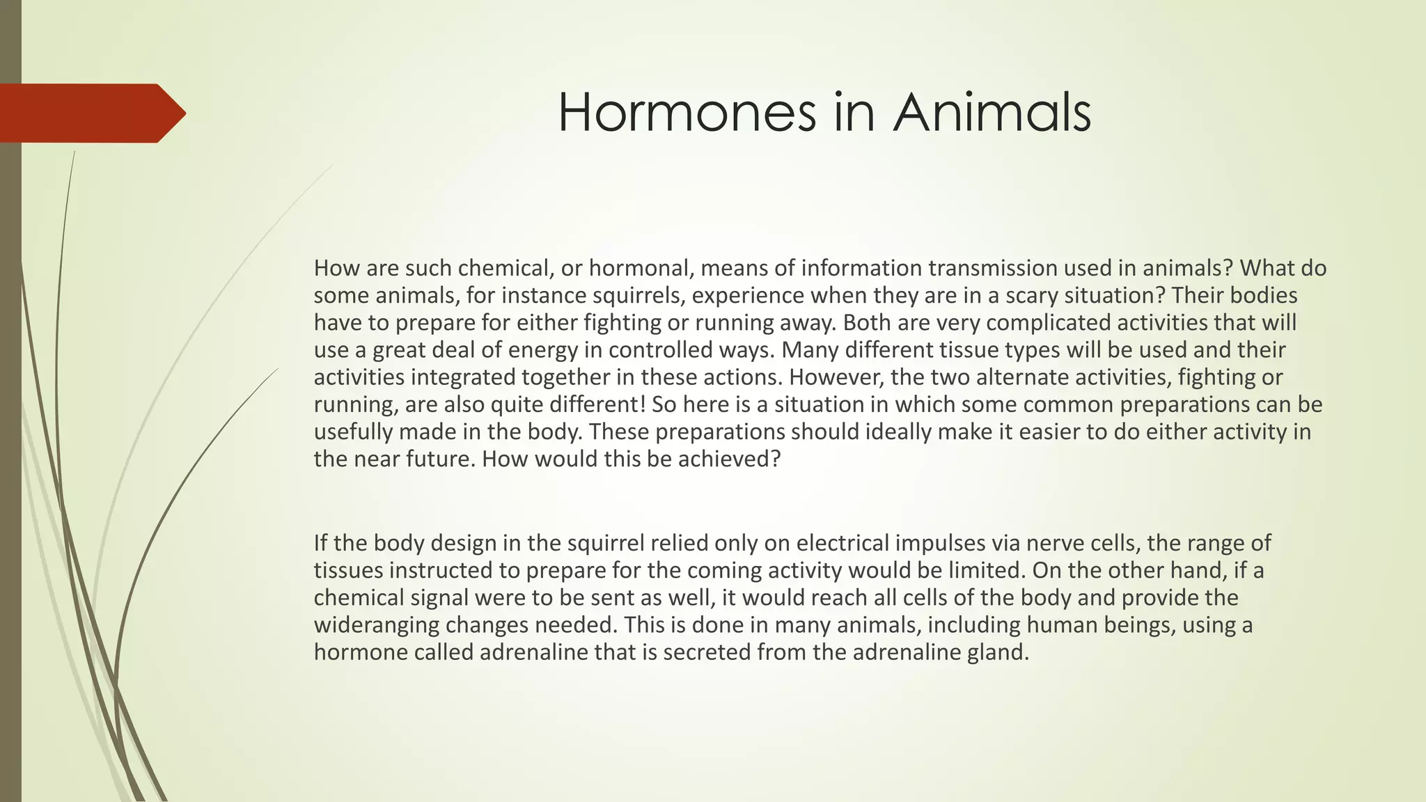 Hormones in Animals
How are such chemical, or hormonal, means of information transmission used in animals? What do
some animals, for instance squirrels, experience when they are in a scary situation? Their bodies
have to prepare for either fighting or running away. Both are very complicated activities that will
use a great deal of energy in controlled ways. Many different tissue types will be used and their
activities integrated together in these actions. However, the two alternate activities, fighting or
running, are also quite different! So here is a situation in which some common preparations can be
usefully made in the body. These preparations should ideally make it easier to do either activity in
the near future. How would this be achieved?
If the body design in the squirrel relied only on electrical impulses via nerve cells, the range of
tissues instructed to prepare for the coming activity would be limited. On the other hand, if a
chemical signal were to be sent as well, it would reach all cells of the body and provide the
wideranging changes needed. This is done in many animals, including human beings, using a
hormone called adrenaline that is secreted from the adrenaline gland.
 