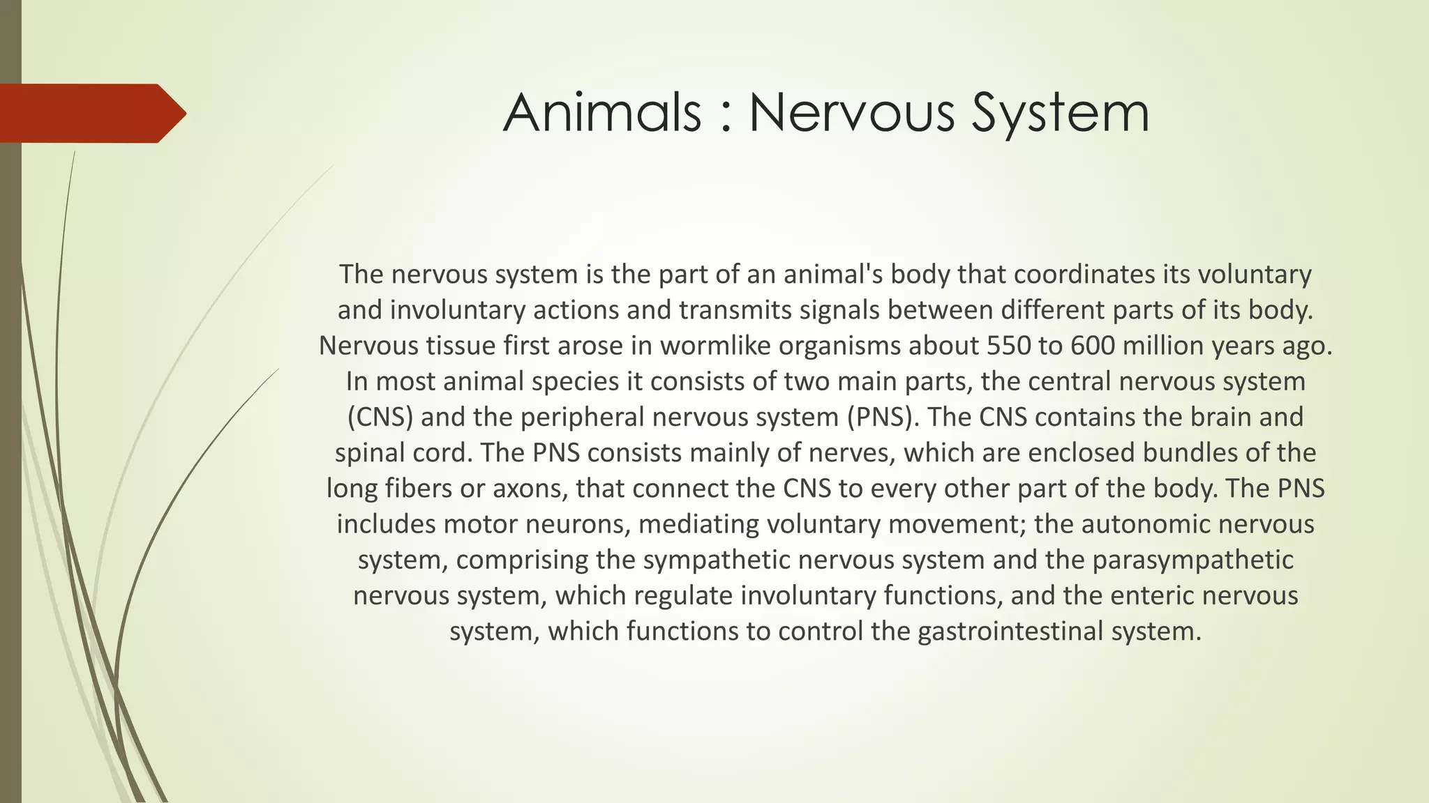 Animals : Nervous System
The nervous system is the part of an animal's body that coordinates its voluntary
and involuntary actions and transmits signals between different parts of its body.
Nervous tissue first arose in wormlike organisms about 550 to 600 million years ago.
In most animal species it consists of two main parts, the central nervous system
(CNS) and the peripheral nervous system (PNS). The CNS contains the brain and
spinal cord. The PNS consists mainly of nerves, which are enclosed bundles of the
long fibers or axons, that connect the CNS to every other part of the body. The PNS
includes motor neurons, mediating voluntary movement; the autonomic nervous
system, comprising the sympathetic nervous system and the parasympathetic
nervous system, which regulate involuntary functions, and the enteric nervous
system, which functions to control the gastrointestinal system.
 