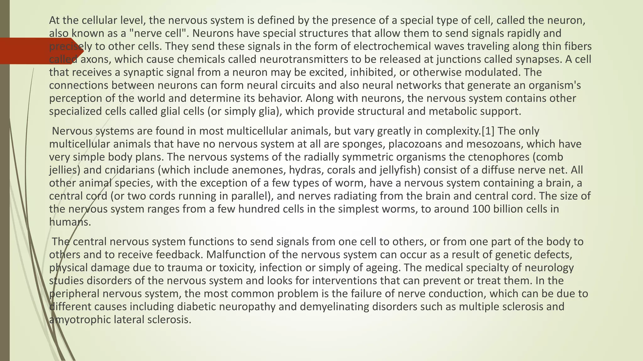 At the cellular level, the nervous system is defined by the presence of a special type of cell, called the neuron,
also known as a "nerve cell". Neurons have special structures that allow them to send signals rapidly and
precisely to other cells. They send these signals in the form of electrochemical waves traveling along thin fibers
called axons, which cause chemicals called neurotransmitters to be released at junctions called synapses. A cell
that receives a synaptic signal from a neuron may be excited, inhibited, or otherwise modulated. The
connections between neurons can form neural circuits and also neural networks that generate an organism's
perception of the world and determine its behavior. Along with neurons, the nervous system contains other
specialized cells called glial cells (or simply glia), which provide structural and metabolic support.
Nervous systems are found in most multicellular animals, but vary greatly in complexity.[1] The only
multicellular animals that have no nervous system at all are sponges, placozoans and mesozoans, which have
very simple body plans. The nervous systems of the radially symmetric organisms the ctenophores (comb
jellies) and cnidarians (which include anemones, hydras, corals and jellyfish) consist of a diffuse nerve net. All
other animal species, with the exception of a few types of worm, have a nervous system containing a brain, a
central cord (or two cords running in parallel), and nerves radiating from the brain and central cord. The size of
the nervous system ranges from a few hundred cells in the simplest worms, to around 100 billion cells in
humans.
The central nervous system functions to send signals from one cell to others, or from one part of the body to
others and to receive feedback. Malfunction of the nervous system can occur as a result of genetic defects,
physical damage due to trauma or toxicity, infection or simply of ageing. The medical specialty of neurology
studies disorders of the nervous system and looks for interventions that can prevent or treat them. In the
peripheral nervous system, the most common problem is the failure of nerve conduction, which can be due to
different causes including diabetic neuropathy and demyelinating disorders such as multiple sclerosis and
amyotrophic lateral sclerosis.
 