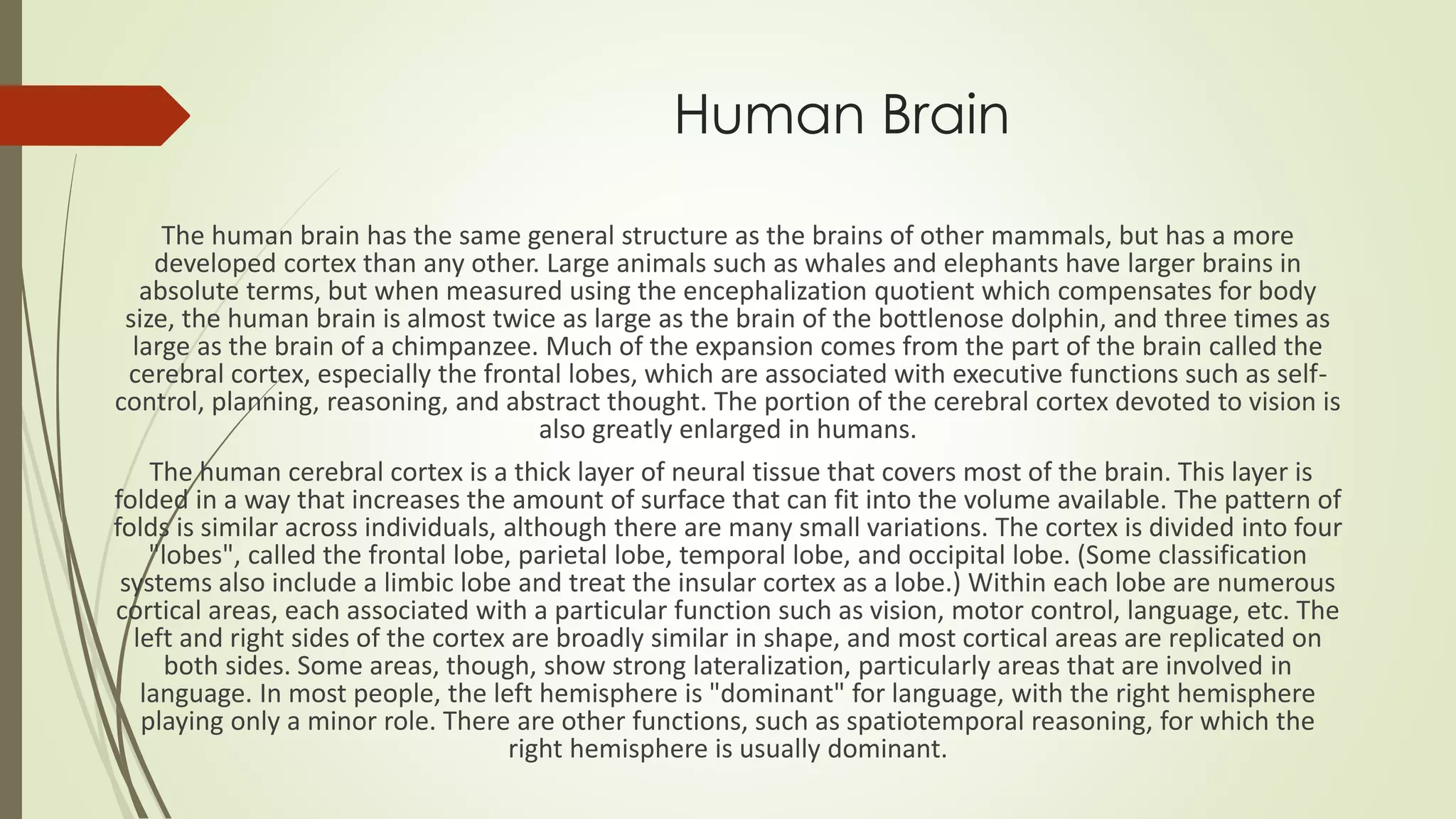 Human Brain
The human brain has the same general structure as the brains of other mammals, but has a more
developed cortex than any other. Large animals such as whales and elephants have larger brains in
absolute terms, but when measured using the encephalization quotient which compensates for body
size, the human brain is almost twice as large as the brain of the bottlenose dolphin, and three times as
large as the brain of a chimpanzee. Much of the expansion comes from the part of the brain called the
cerebral cortex, especially the frontal lobes, which are associated with executive functions such as self-
control, planning, reasoning, and abstract thought. The portion of the cerebral cortex devoted to vision is
also greatly enlarged in humans.
The human cerebral cortex is a thick layer of neural tissue that covers most of the brain. This layer is
folded in a way that increases the amount of surface that can fit into the volume available. The pattern of
folds is similar across individuals, although there are many small variations. The cortex is divided into four
"lobes", called the frontal lobe, parietal lobe, temporal lobe, and occipital lobe. (Some classification
systems also include a limbic lobe and treat the insular cortex as a lobe.) Within each lobe are numerous
cortical areas, each associated with a particular function such as vision, motor control, language, etc. The
left and right sides of the cortex are broadly similar in shape, and most cortical areas are replicated on
both sides. Some areas, though, show strong lateralization, particularly areas that are involved in
language. In most people, the left hemisphere is "dominant" for language, with the right hemisphere
playing only a minor role. There are other functions, such as spatiotemporal reasoning, for which the
right hemisphere is usually dominant.
 