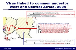 Virus linked to common ancestor, West and Central Africa, 2004 