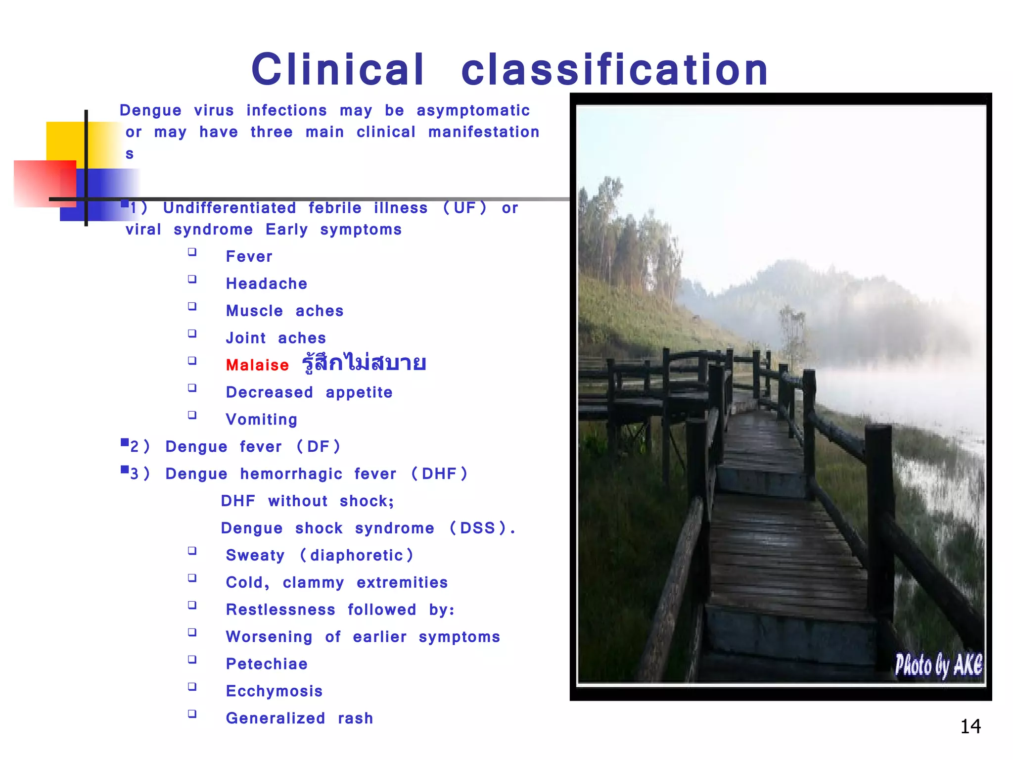 Clinical classification Dengue virus infections may be asymptomatic or may have three main clinical manifestations 1) Undifferentiated febrile illness (UF) or viral syndrome Early symptoms Fever  Headache  Muscle aches  Joint aches  Malaise   รู้สึกไม่สบาย Decreased appetite  Vomiting  2) Dengue fever (DF) 3) Dengue hemorrhagic fever (DHF) DHF without shock; Dengue shock syndrome (DSS). Sweaty (diaphoretic)  Cold, clammy extremities  Restlessness followed by:  Worsening of earlier symptoms  Petechiae  Ecchymosis  Generalized rash  