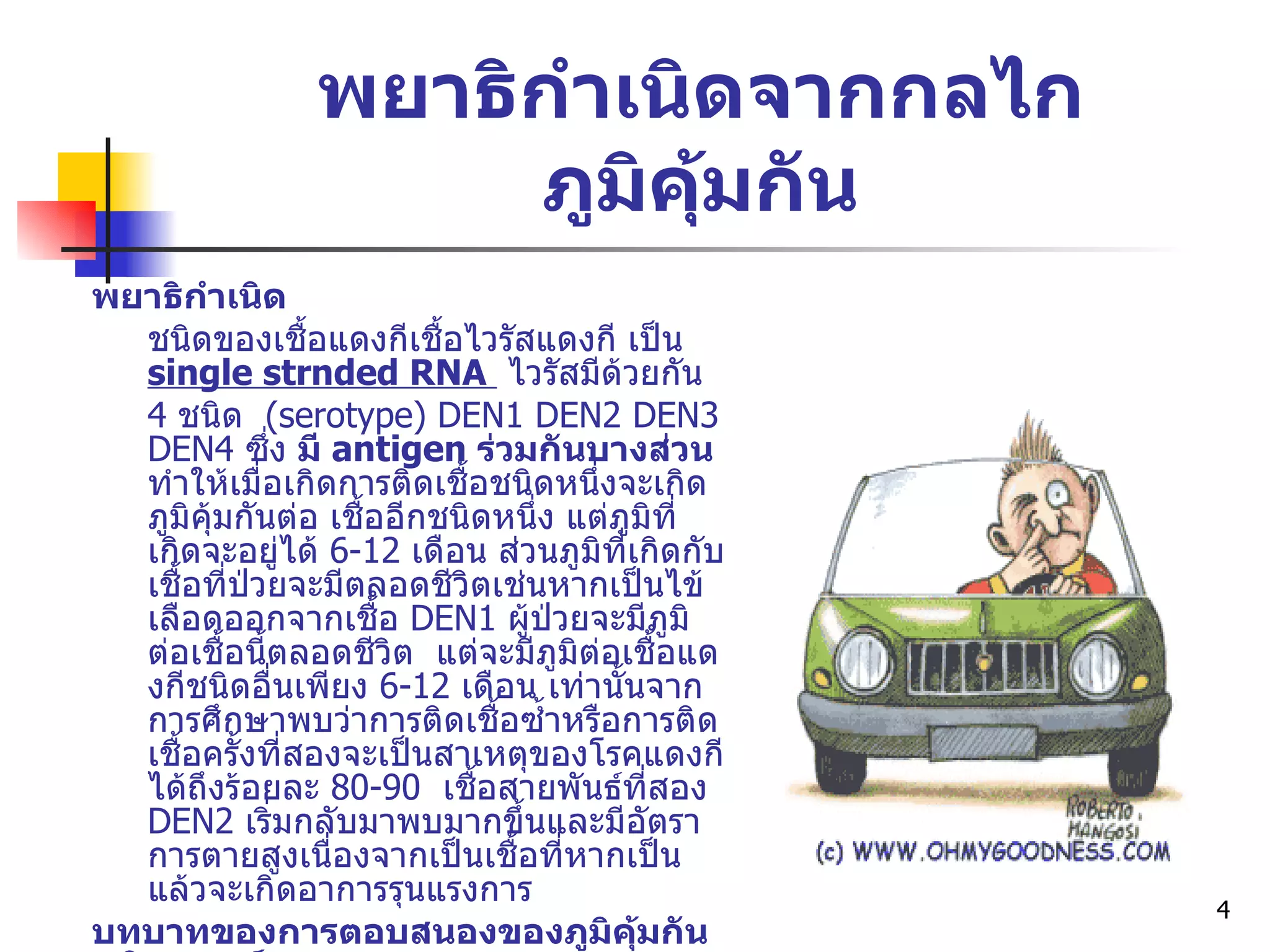 พยาธิกำเนิดจากกลไกภูมิคุ้มกัน พยาธิกำเนิด ชนิดของเชื้อแดงกีเชื้อไวรัสแดงกี เป็น  single strnded RNA  ไวรัสมีด้วยกัน 4  ชนิด  (serotype) DEN1 DEN2 DEN3 DEN4  ซึ่ง  มี  antigen  ร่วมกันบางส่วน  ทำให้ เมื่ อเกิดการติดเชื้อชนิดหนึ่งจะเกิดภูมิคุ้มกันต่อ  เ ชื้ออีกชนิดหนึ่ง แต่ภูมิที่เกิดจะอยู่ได้  6-12  เดือน ส่วนภูมิที่เกิดกับเชื้อที่ป่วยจะมีตลอดชีวิตเช่นหากเป็นไข้เลือดออกจากเชื้อ  DEN1  ผู้ป่วยจะมีภูมิต่อเชื้อนี้ตลอดชีวิต  แต่จะมีภูมิต่อเชื้อแดงกีชนิดอื่นเพียง  6-12  เดือน เท่านั้นจาก ก ารศึกษาพบว่าการติดเชื้อซ้ำหรือการติดเชื้อครั้งที่สองจะเป็นสาเหตุของโรคแดงกีได้ถึงร้อยละ  80-90  เชื้อสายพันธ์ที่สอง  DEN2  เริ่มกลับมาพบมากขึ้นและมีอัตราการตายสูงเนื่องจากเป็นเชื้อที่หากเป็นแล้วจะเกิดอาการรุนแรงการ บทบาทของการตอบสนองของภูมิคุ้มกันชนิด เซลล์ Denque virus  มีผลทำให้ระดับ  CD4  และ   CD8  ลดลง 