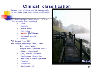 Clinical classification Dengue virus infections may be asymptomatic or may have three main clinical manifestations 1) Undifferentiated febrile illness (UF) or viral syndrome Early symptoms Fever  Headache  Muscle aches  Joint aches  Malaise   รู้สึกไม่สบาย Decreased appetite  Vomiting  2) Dengue fever (DF) 3) Dengue hemorrhagic fever (DHF) DHF without shock; Dengue shock syndrome (DSS). Sweaty (diaphoretic)  Cold, clammy extremities  Restlessness followed by:  Worsening of earlier symptoms  Petechiae  Ecchymosis  Generalized rash  