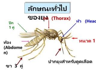 ลักษณะทั่วไป
ของยุง หัว (Head
อก (Thorax)
หนวด 1
ขา 3 คู่
ปี ก
1 คู่
ท้อง
(Abdome
n)
ปากยุงสาหรับดูดเลือด
 