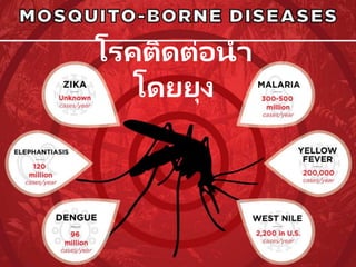โรคติดต่อนา
โดยยุง
 