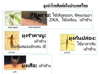 ยุงลาย: ไข้เลือดออก, ชิคุนกุนยา
ZIKA, ไข้เหลือง, เท้าช ้าง
ยุงเสือ: เท้าช ้าง
ยุงก้นปล่อง:
ไข้มาลาเรีย
เท้าช ้าง
ยุงราคาญ:
เท้าช ้าง
เยื่อหุ้มสมองอักเสบ JE
 