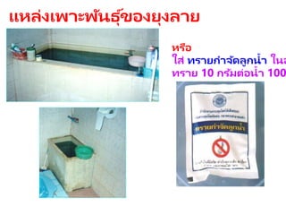หรือ
ใส่ ทรายกาจัดลูกน้า ในอ
ทราย 10 กรัมต่อน้า 100
แหล่งเพาะพันธุ ์ของยุงลาย
 