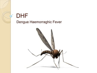 DHF
Dengue Haemorraghic Fever

 