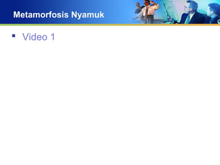 Metamorfosis Nyamuk
 Video 1
 