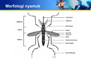 Morfologi nyamuk
 