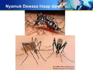 Nyamuk Dewasa hisap darah
 