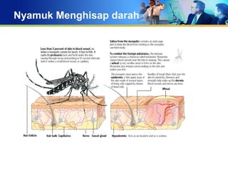 Nyamuk Menghisap darah
 