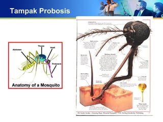 Tampak Probosis
 