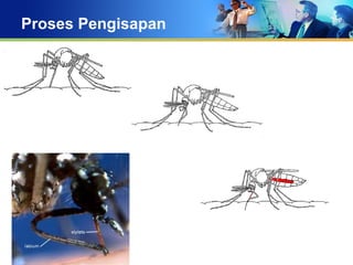Proses Pengisapan
 