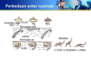 Perbedaan antar nyamuk
 
