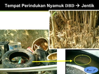 20 Feb 2008, Persit -Jkt Erna Trenaningsih
Tempat Perindukan Nyamuk DBD  Jentik
Erna T
 