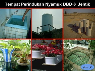 20 Feb 2008, Persit -Jkt Erna Trenaningsih
Tempat Perindukan Nyamuk DBD Jentik
Erna T
 