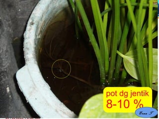 20 Feb 2008, Persit -Jkt Erna Trenaningsih
pot dg jentik
8-10 %
Erna T
 