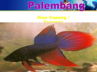 20 Feb 2008, Persit -Jkt Erna Trenaningsih
Ikan Cupang /
Tempalo
 