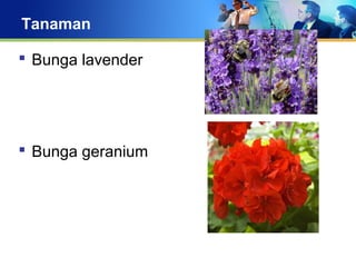 Tanaman
 Bunga lavender
 Bunga geranium
 
