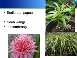  Sodia dari papua
 Serai wangi
 kecombrang
 