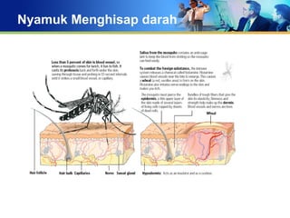 Penyakit bawaan nyamuk