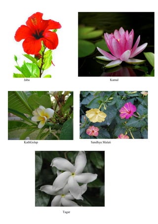 Jaba Kamal
KathGolap Sandhya Malati
Tagar