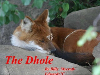 The Dhole
       By Billy Mycroft-
 