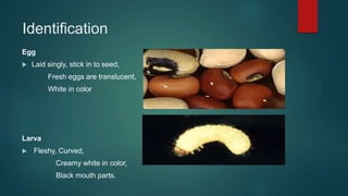 Dhora beetle | PPTX