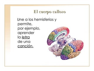 El cuerpo calloso Une a los hemisferios y permite,  por ejemplo,  aprender  la  letra   de una  canción . 