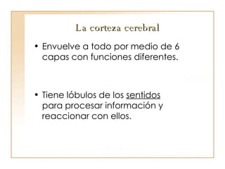 La corteza cerebral   Envuelve a todo por medio de 6 capas con funciones diferentes. Tiene lóbulos de los  sentidos   para procesar información y reaccionar con ellos. 