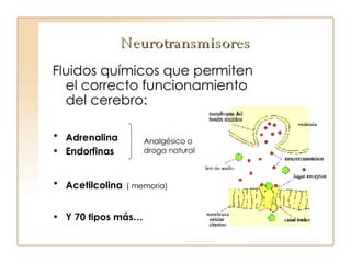 Neurotransmisores Fluidos químicos que permiten el correcto funcionamiento del cerebro: Adrenalina   Endorfinas Acetilcolina   ( memoria) Y 70 tipos más… Analgésico o  droga natural 