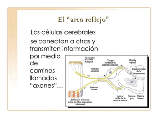 El “arco reflejo” Las células cerebrales  se conectan a otras y transmiten información  por medio  de  caminos  llamados  “axones”… 
