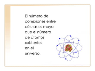 El número de  conexiones entre  células es mayor  que el número  de átomos  existentes  en el  universo. 