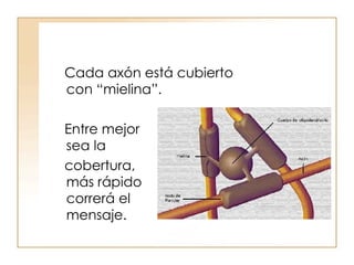 Cada axón está cubierto con “mielina”.  Entre mejor  sea la cobertura,  más rápido  correrá el  mensaje. 
