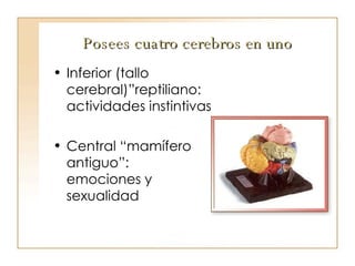 Posees cuatro cerebros en uno Inferior (tallo cerebral)”reptiliano: actividades instintivas Central “mamífero antiguo”:  emociones y  sexualidad 