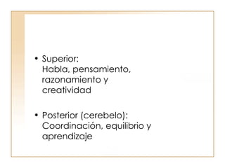 Superior: Habla, pensamiento, razonamiento y creatividad Posterior (cerebelo): Coordinación, equilibrio y aprendizaje 