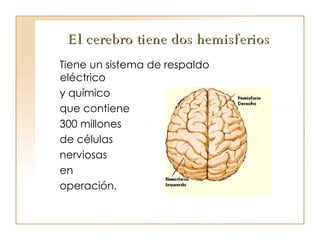El cerebro tiene dos hemisferios Tiene un sistema de respaldo eléctrico  y químico  que contiene  300 millones  de células  nerviosas  en  operación. 